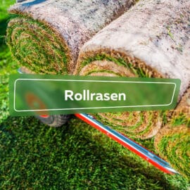 Rollrasen