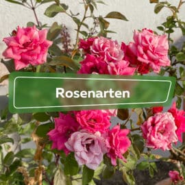 Rosenarten