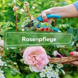 Rosenpflege