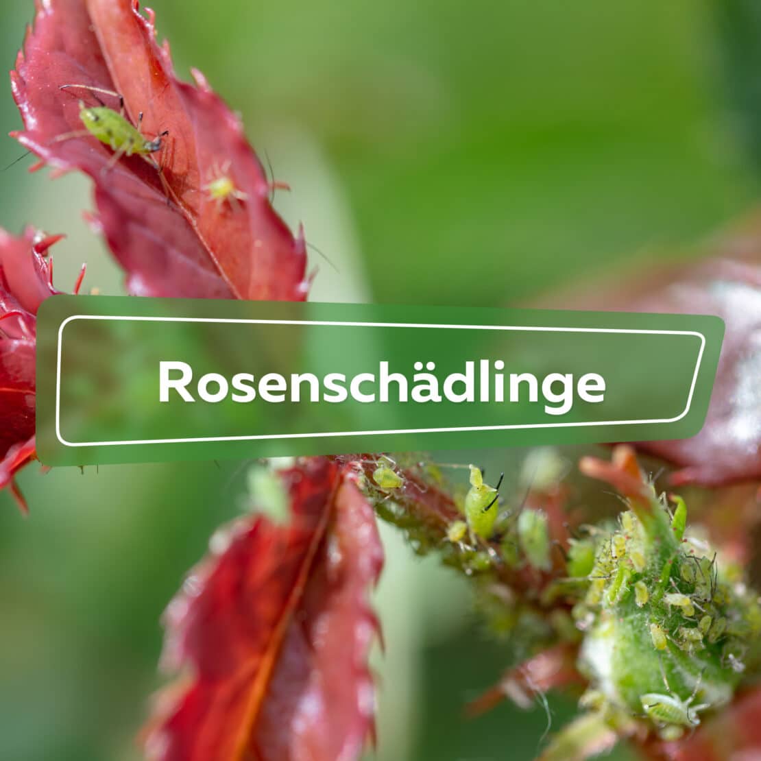 Rosenschädlinge