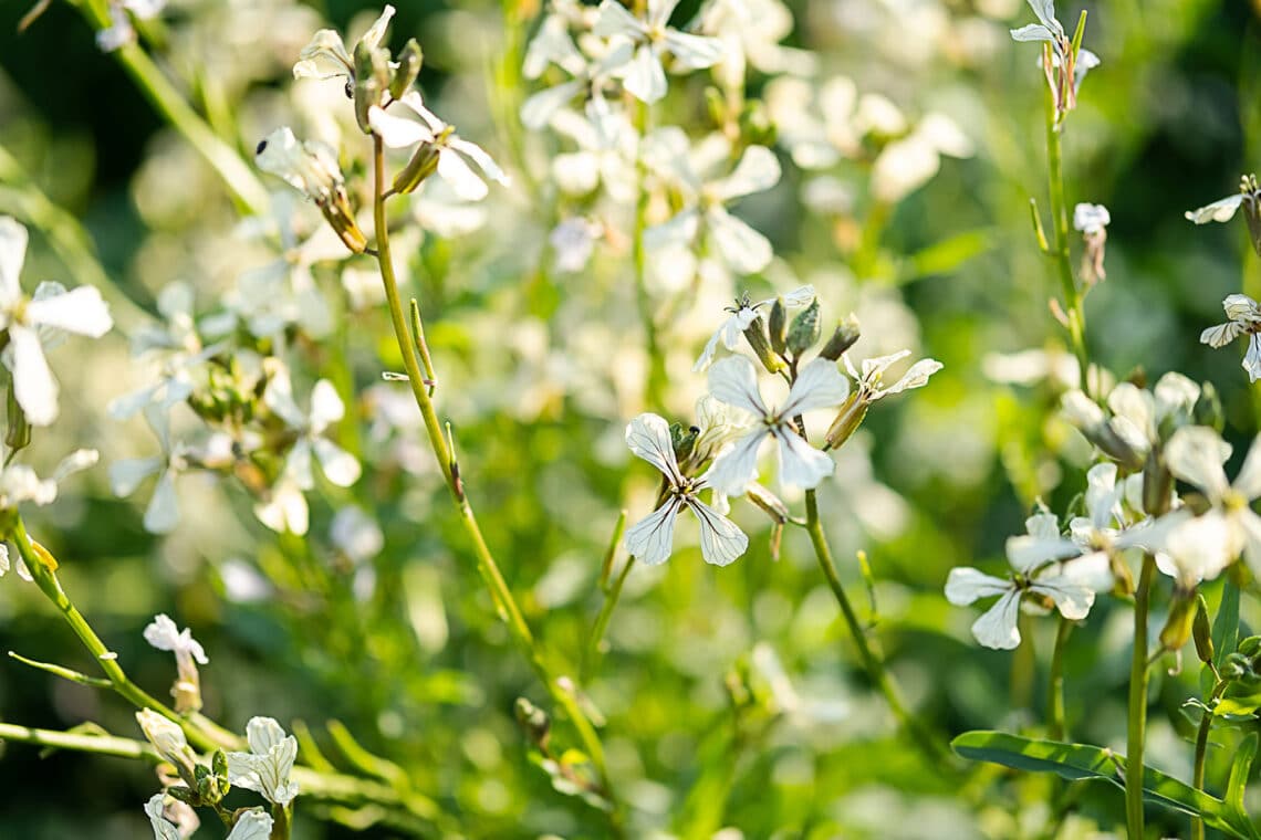 Rucolablüten