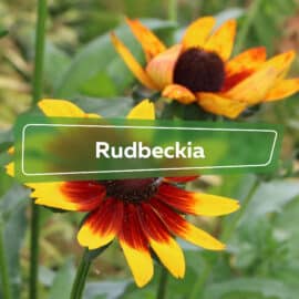 Rudbeckia