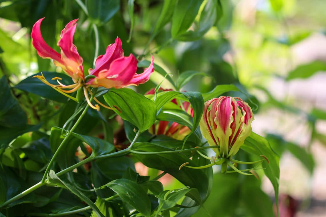 Ruhmeskrone (Gloriosa superba)