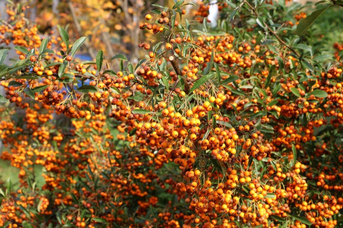 Sanddorn (Hippophae rhamnoides)