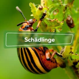 Schädlinge