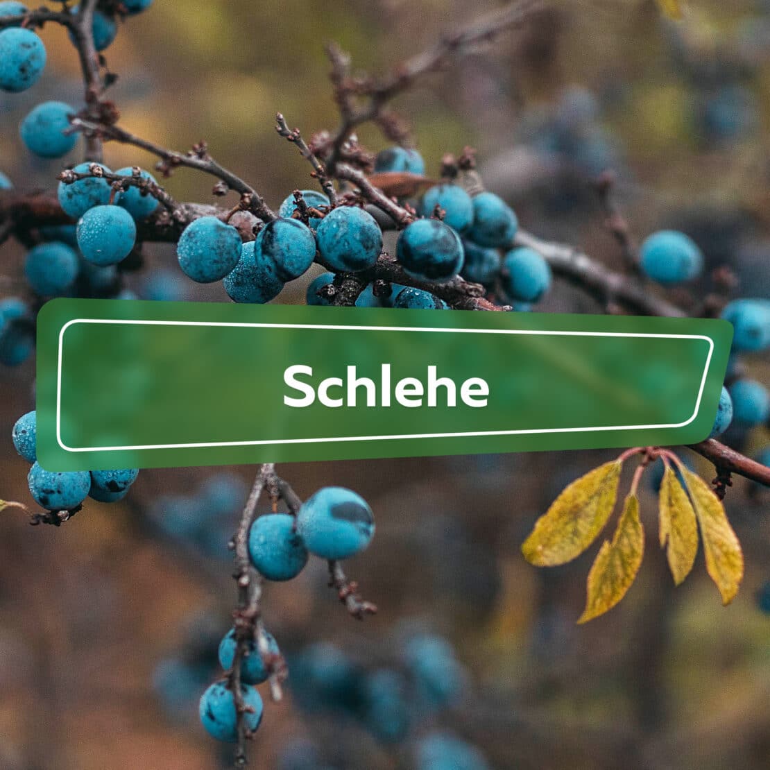 Schlehe