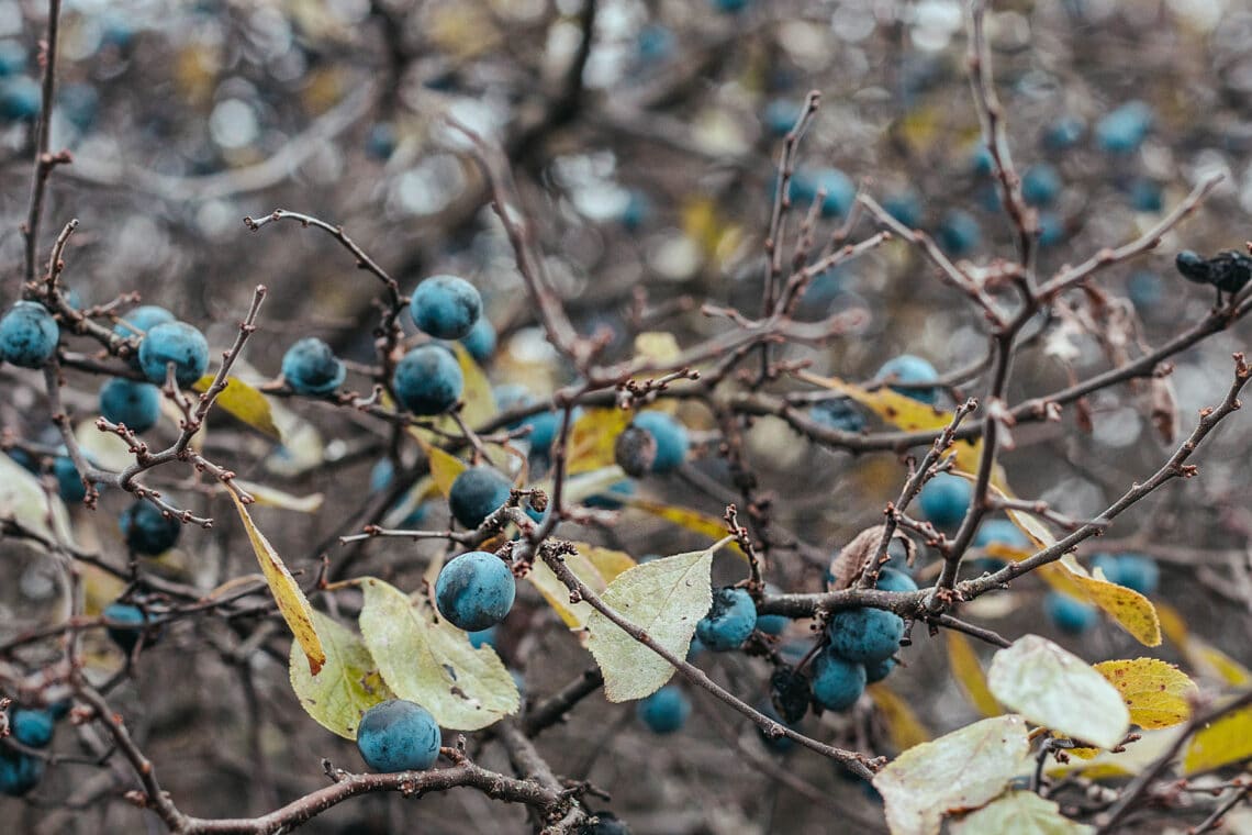 Schlehe (Prunus Spinosa)