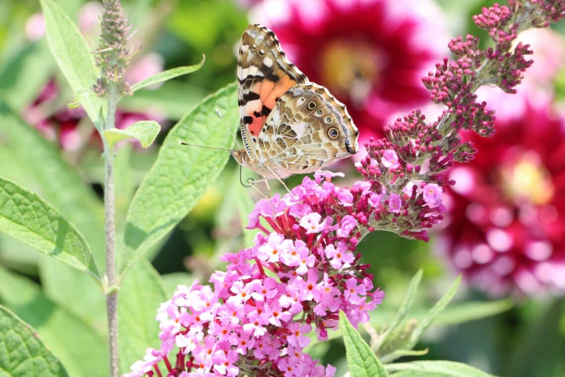 Schmetterling an Schmetterlingsflieder