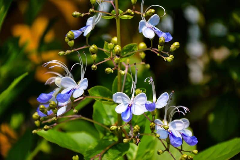 Schmetterlingslosbaum (Clerodendrum ugandense)