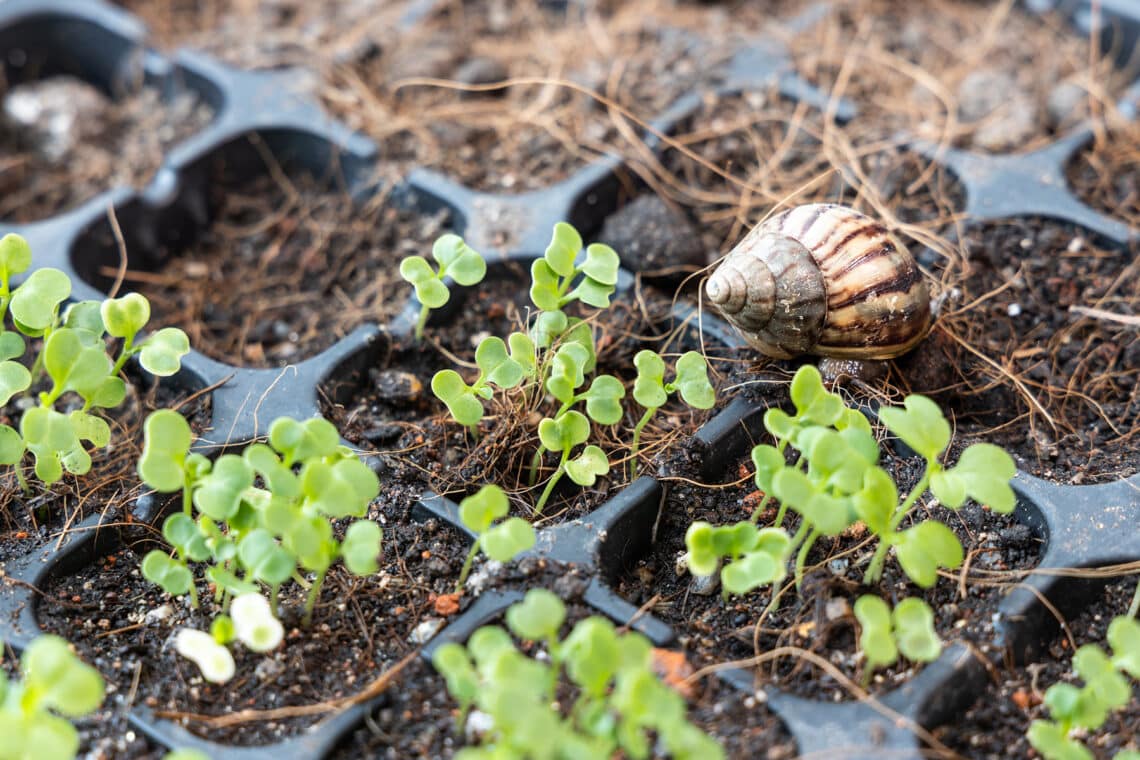 Schnecke an Setzlingen