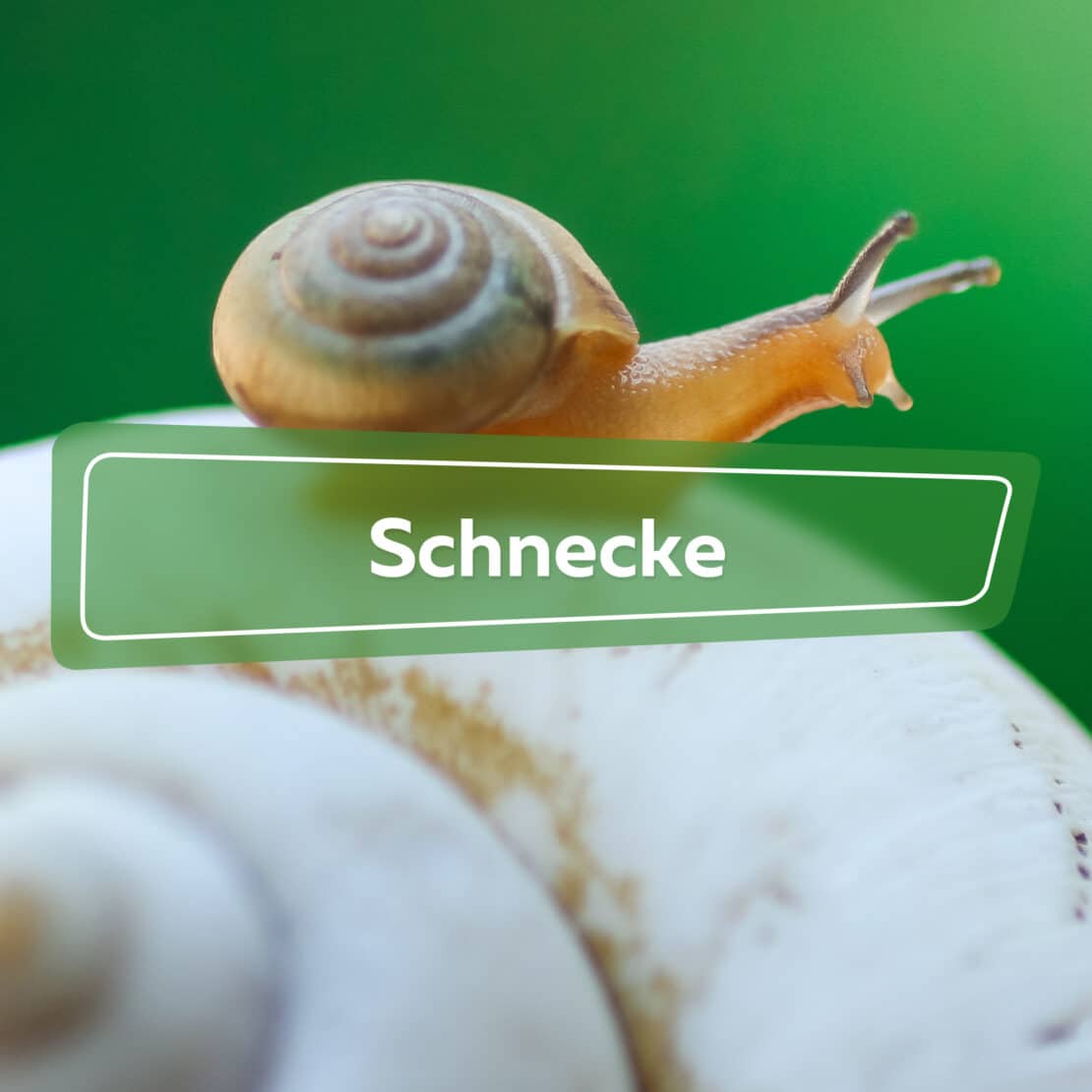 Schnecke