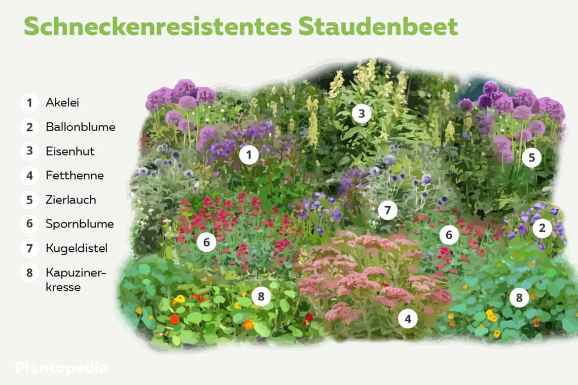 Schneckenresistentes Staudenbeer