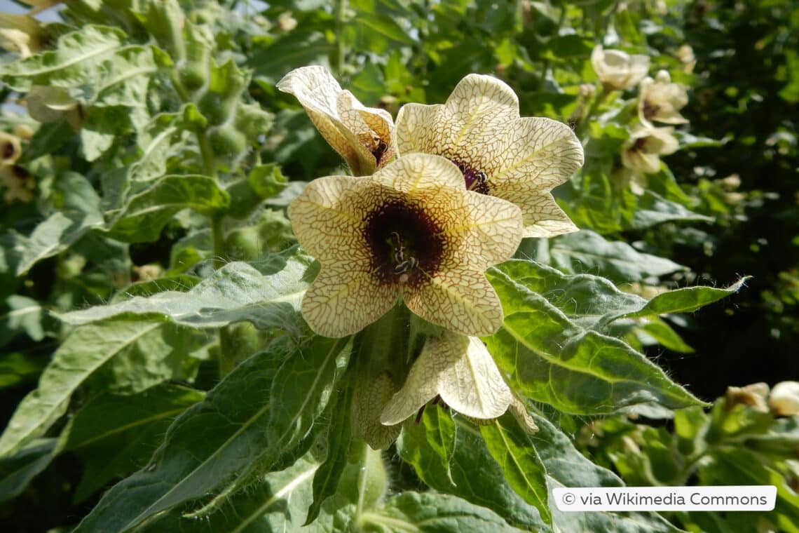 Schwarzes Bilsenkraut (Hyoscyamus niger)