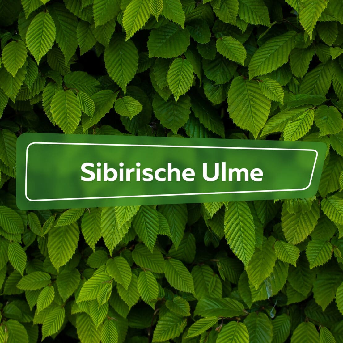 Sibirische Ulme