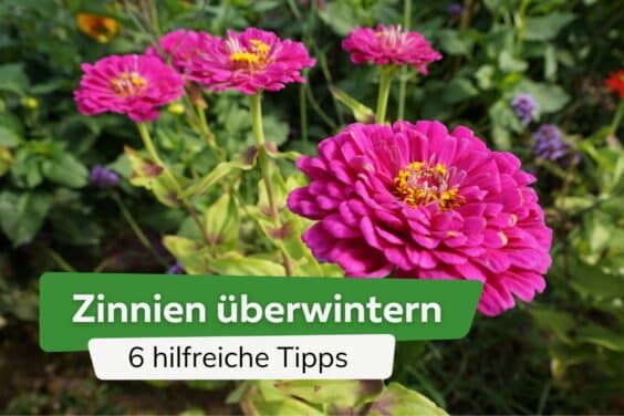 Sind Zinnien winterhart? 6 Tipps zum Überwintern