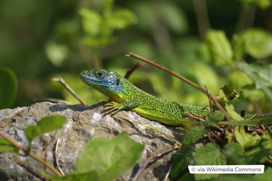 Smaragdeidechse (Lacerta bilineata)