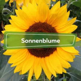 Sonnenblume