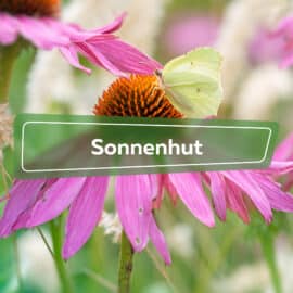 Sonnenhut