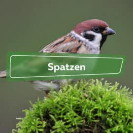 Spatzen