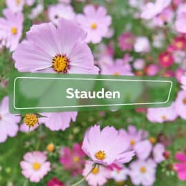 Stauden