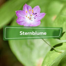 Sternblume