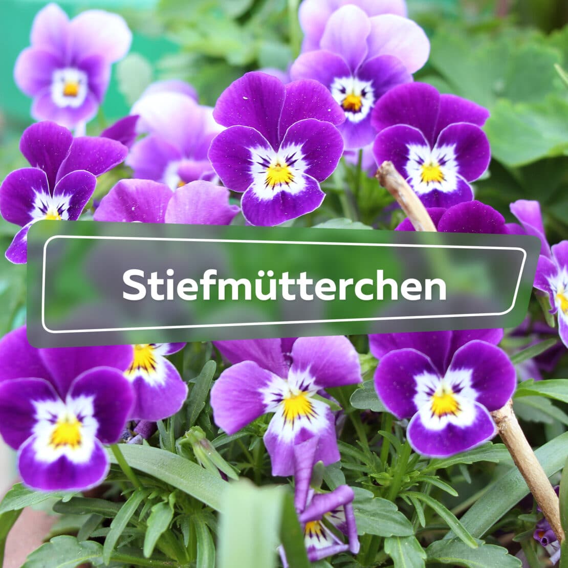 Stiefmütterchen