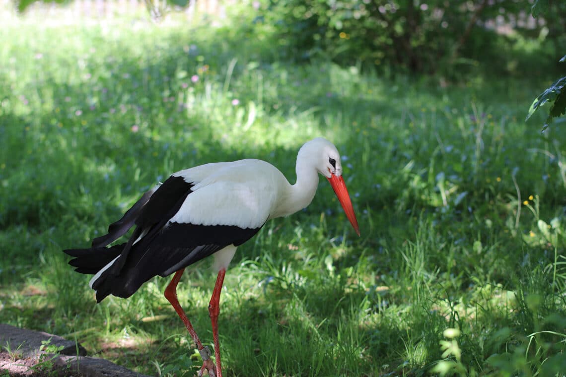 Storch im Garten