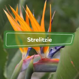 Strelitzie