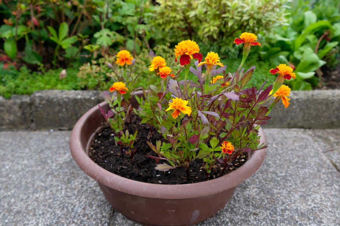 Studentenblume (Tagetes) im Kübel