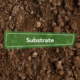 Substrate