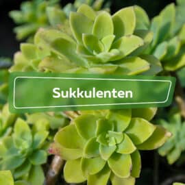 Sukkulenten