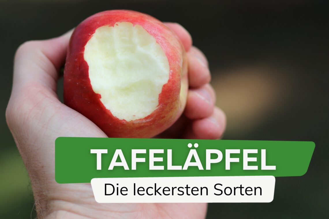 Tafeläpfel