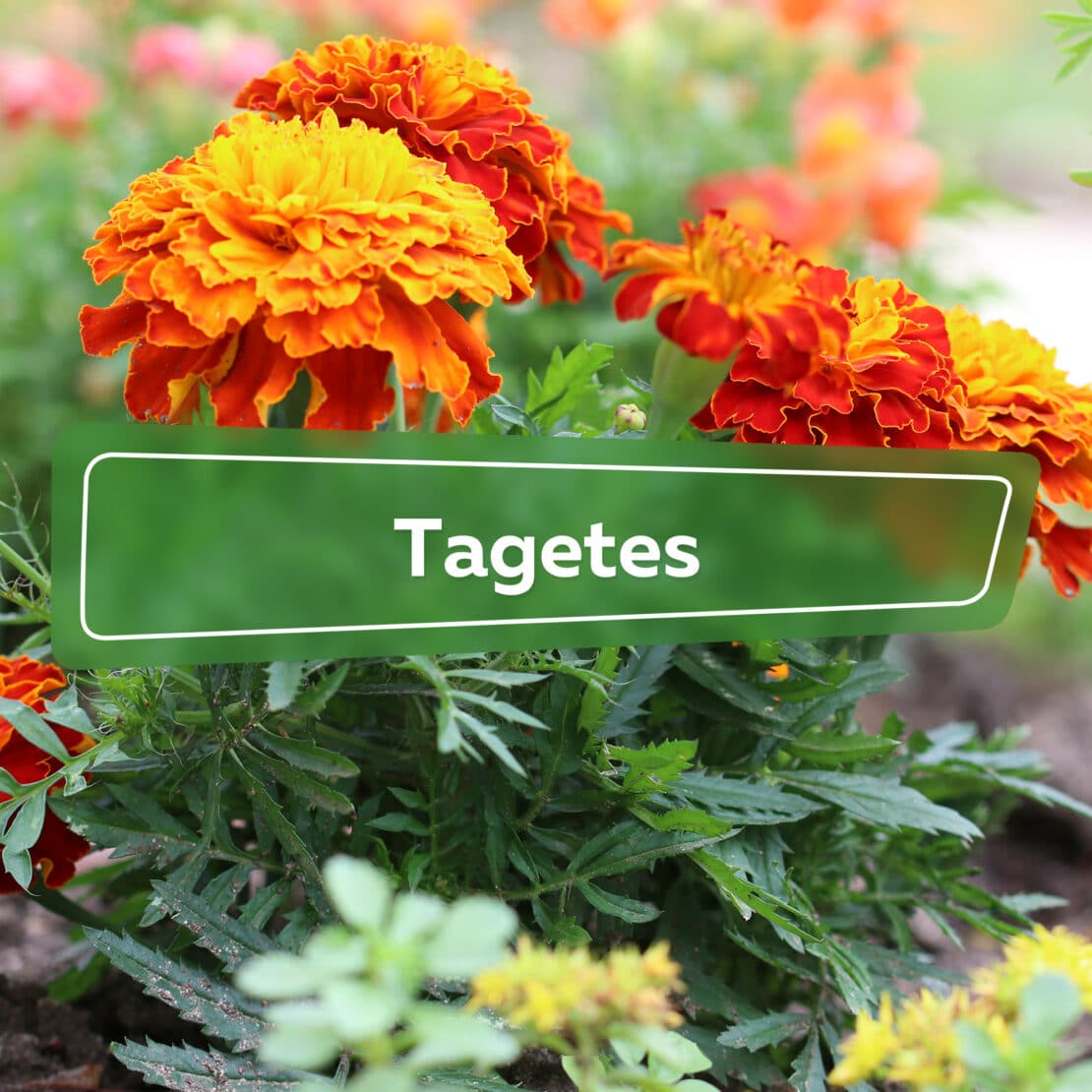 Tagetes