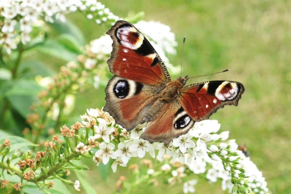 Tagpfauenauge (Aglais io)