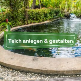 Teich anlegen & gestalten