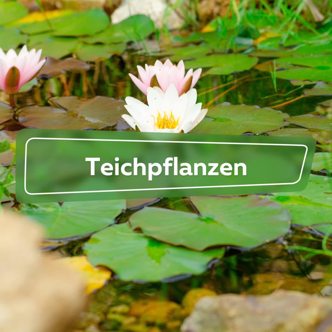 Teichpflanzen