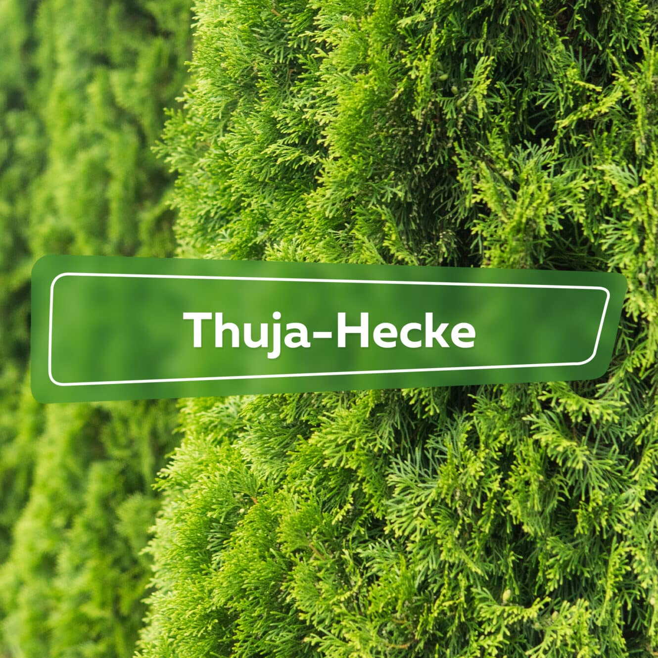 Thuja Hecke Verschonern