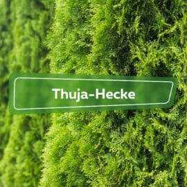 Thuja-Hecke