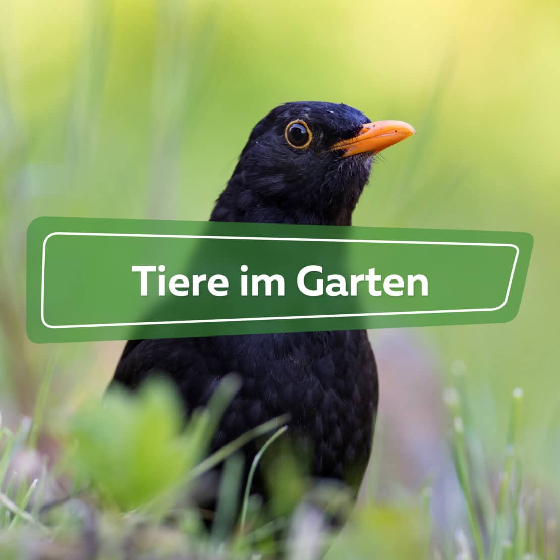 Tiere im Garten