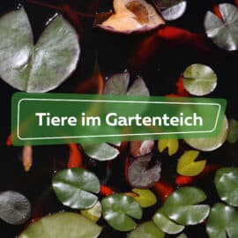 Tiere im Gartenteich