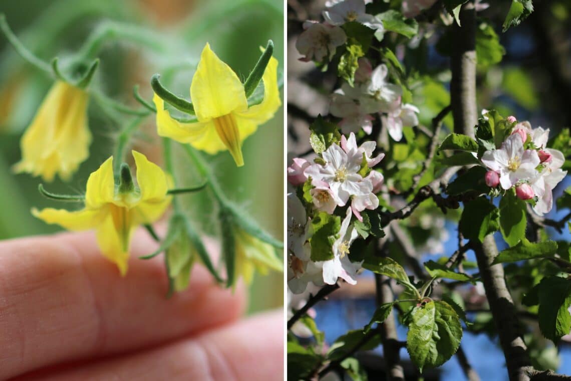 Tomatenblüte (links) und Apfelblüte (rechts)