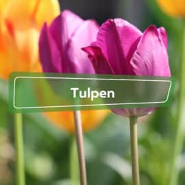 Tulpen