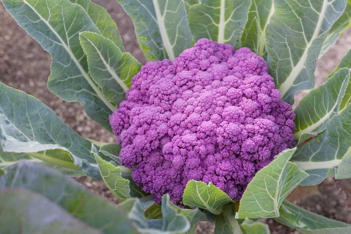 Violetter Blumenkohl