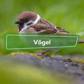 Vögel