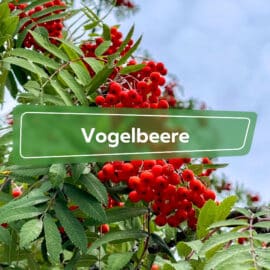 Vogelbeere