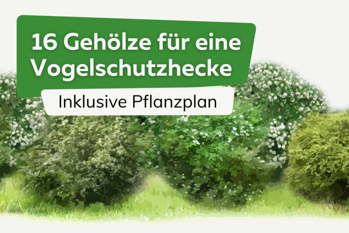 Vogelschutzhecke: 16 geeignete Gehölze + Pflanzplan