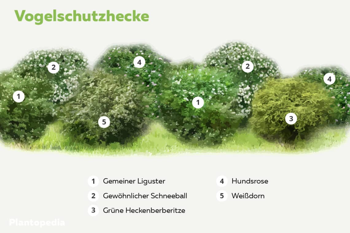 Vogelschutzhecke