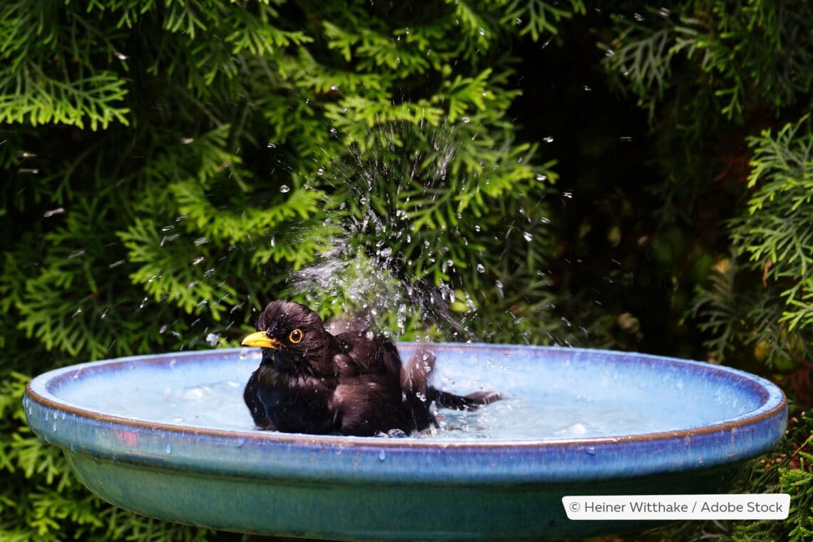 Amsel an Vogeltränke