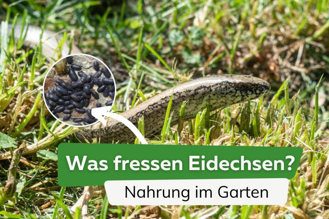 Was fressen Eidechsen im Garten?