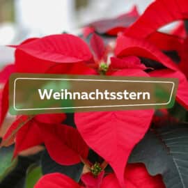 Weihnachtsstern